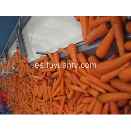 Nueva cosecha de zanahoria fresca